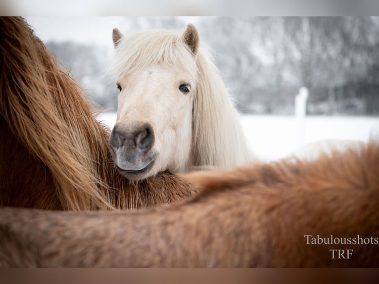 Islandpferd Wallach 3 Jahre Palomino in Wiemersdorf