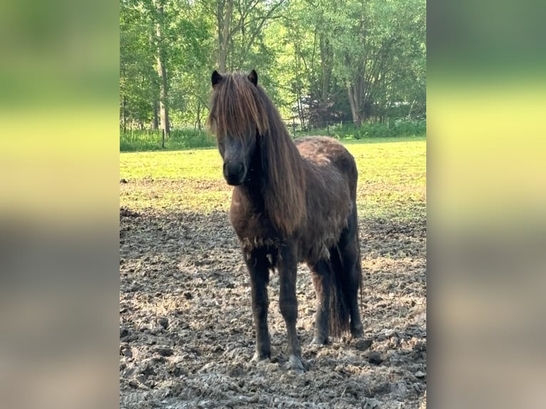 Islandpferd Wallach 3 Jahre Schwarzbrauner in Bornem