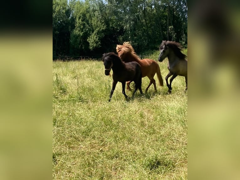 Islandpferd Wallach 3 Jahre Schwarzbrauner in Bornem