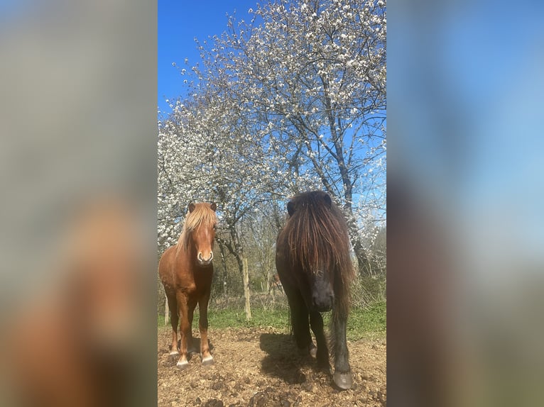 Islandpferd Wallach 3 Jahre Schwarzbrauner in Bornem