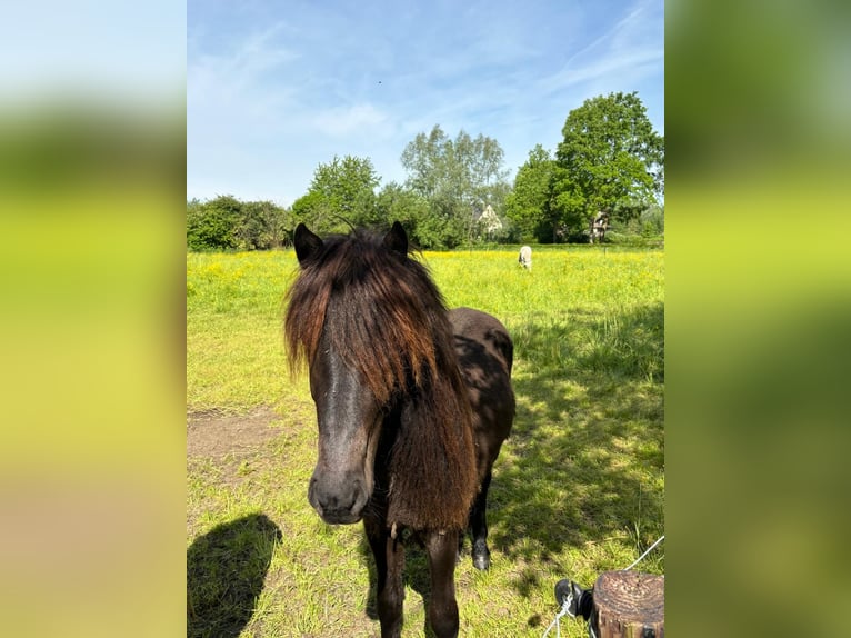Islandpferd Wallach 3 Jahre Schwarzbrauner in Bornem