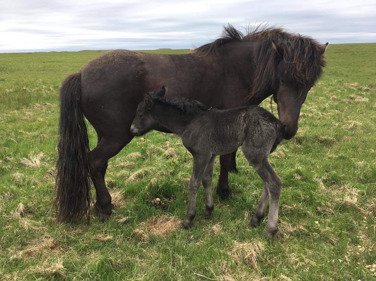 Islandpferd Wallach 3 Jahre Schwarzbrauner in Bornem