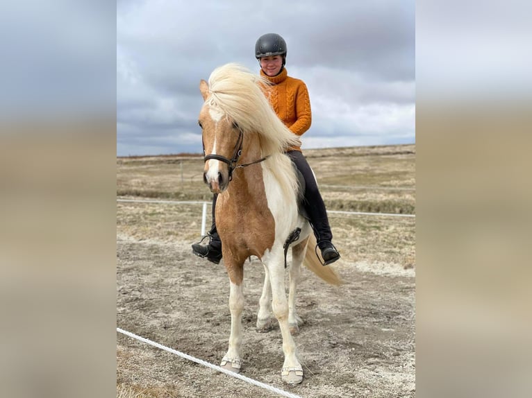 Islandpferd Wallach 3 Jahre Schwarzbrauner in Bornem