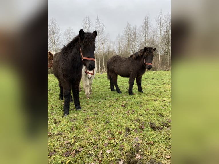 Islandpferd Wallach 3 Jahre Schwarzbrauner in Bornem
