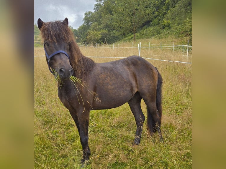 Islandpferd Wallach 4 Jahre 132 cm Schwarzbrauner in Kaufungen