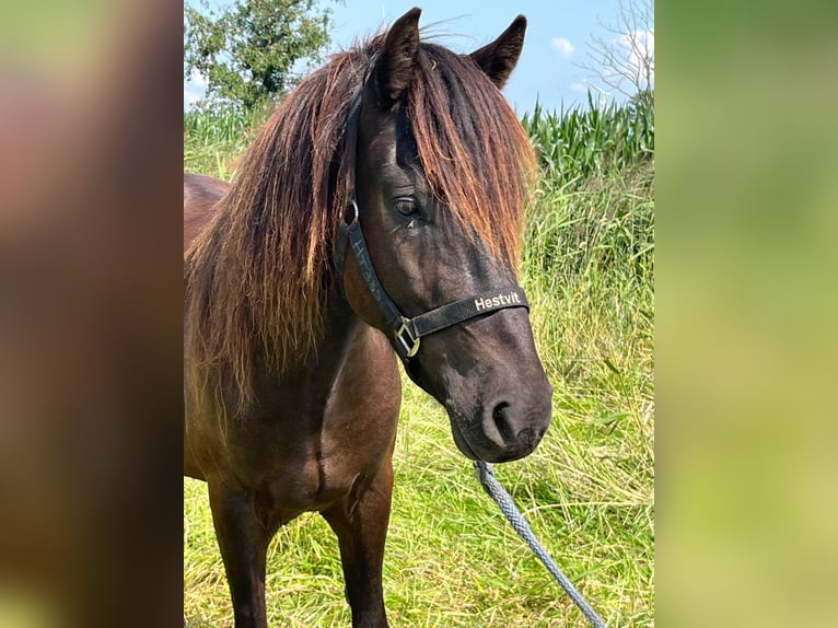 Islandpferd Wallach 4 Jahre 133 cm Rappe in Nordleda