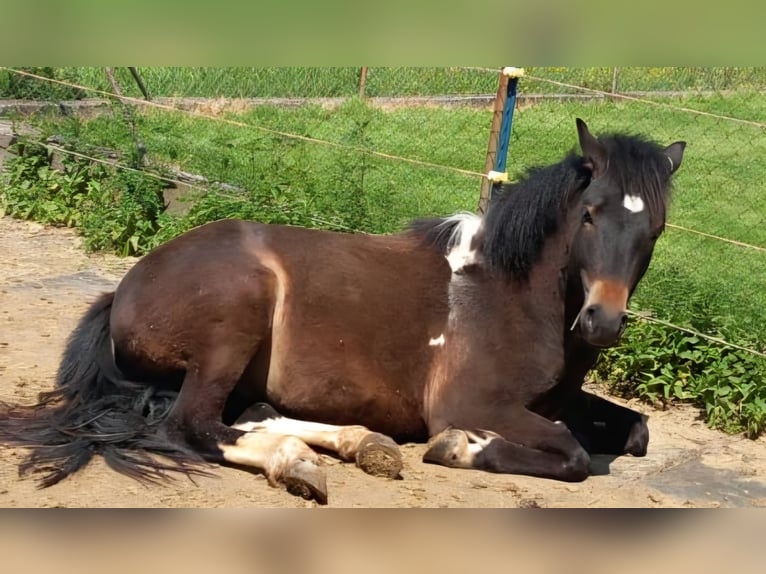Islandpferd Mix Wallach 4 Jahre 133 cm Schecke in Kreuzwertheim-Röttbach