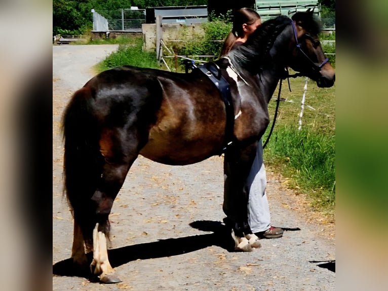 Islandpferd Mix Wallach 4 Jahre 133 cm Schecke in Kreuzwertheim-Röttbach