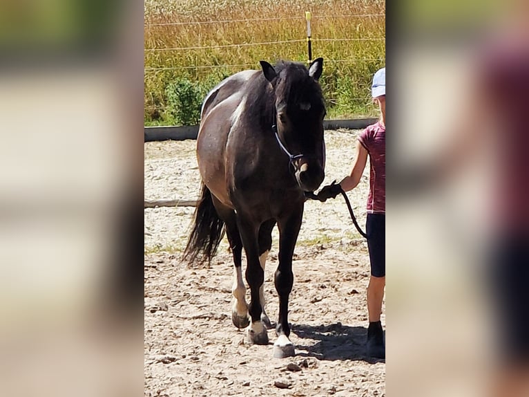 Islandpferd Mix Wallach 4 Jahre 133 cm Schecke in Kreuzwertheim-Röttbach