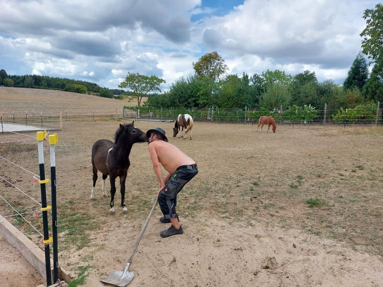 Islandpferd Mix Wallach 4 Jahre 133 cm Schecke in Kreuzwertheim-Röttbach