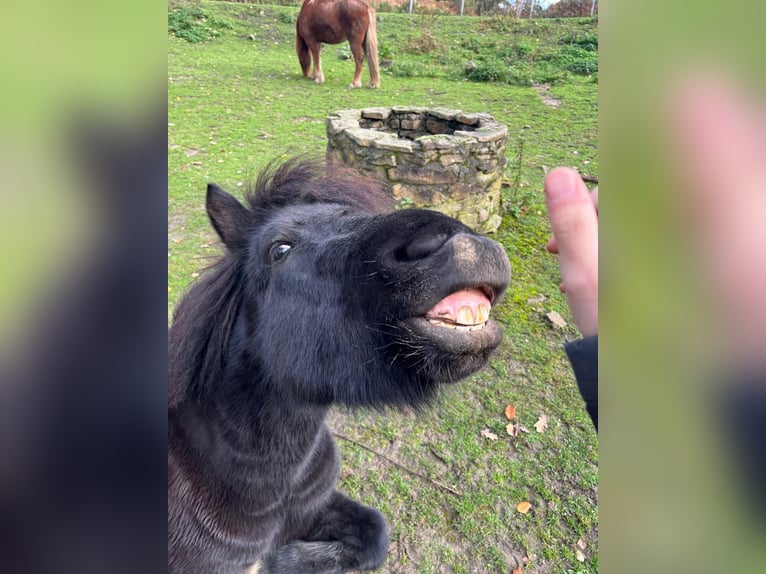 Islandpferd Wallach 4 Jahre 134 cm Rappe in Witten
