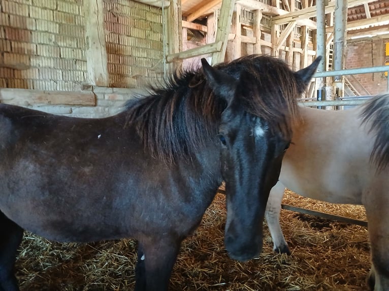 Islandpferd Wallach 4 Jahre 134 cm Schwarzbrauner in Krebeck