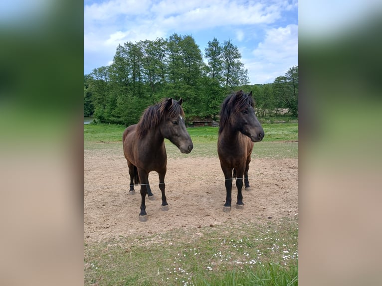Islandpferd Wallach 4 Jahre 134 cm Schwarzbrauner in Krebeck