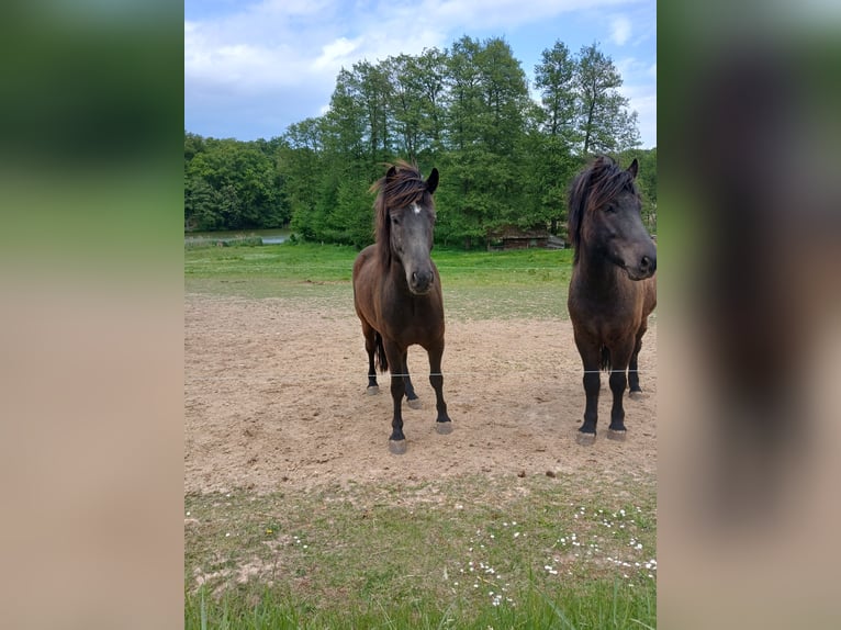 Islandpferd Wallach 4 Jahre 134 cm Schwarzbrauner in Krebeck