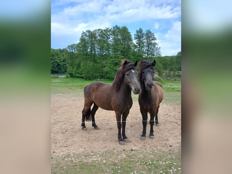 Islandpferd Wallach 4 Jahre 134 cm Schwarzbrauner in Krebeck
