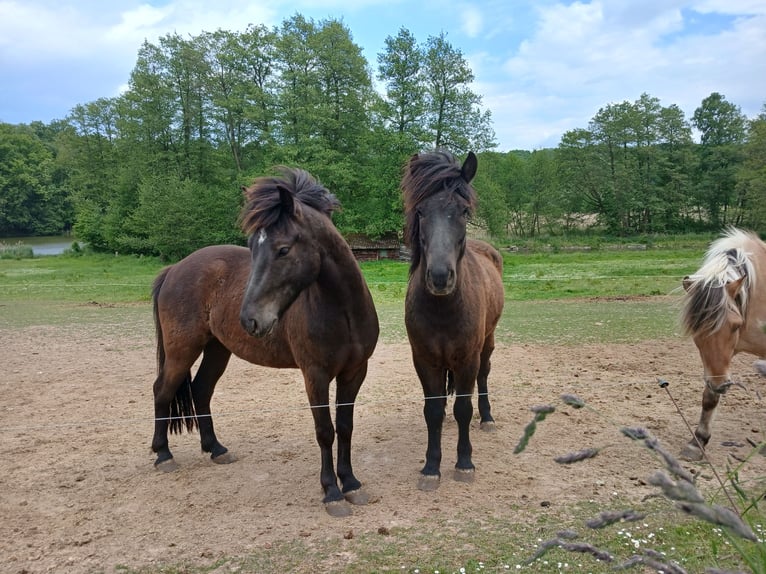 Islandpferd Wallach 4 Jahre 134 cm Schwarzbrauner in Krebeck