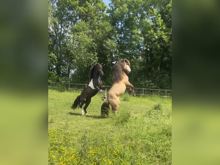 Islandpferd Wallach 4 Jahre 137 cm Buckskin in Rheurdt
