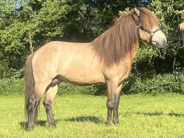 Islandpferd Wallach 4 Jahre 137 cm Buckskin in Rheurdt