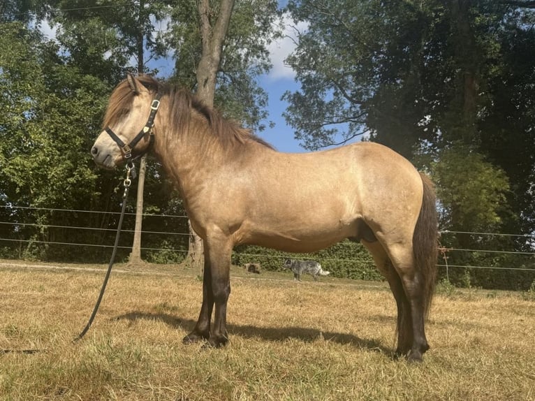Islandpferd Wallach 4 Jahre 137 cm Buckskin in Rheurdt