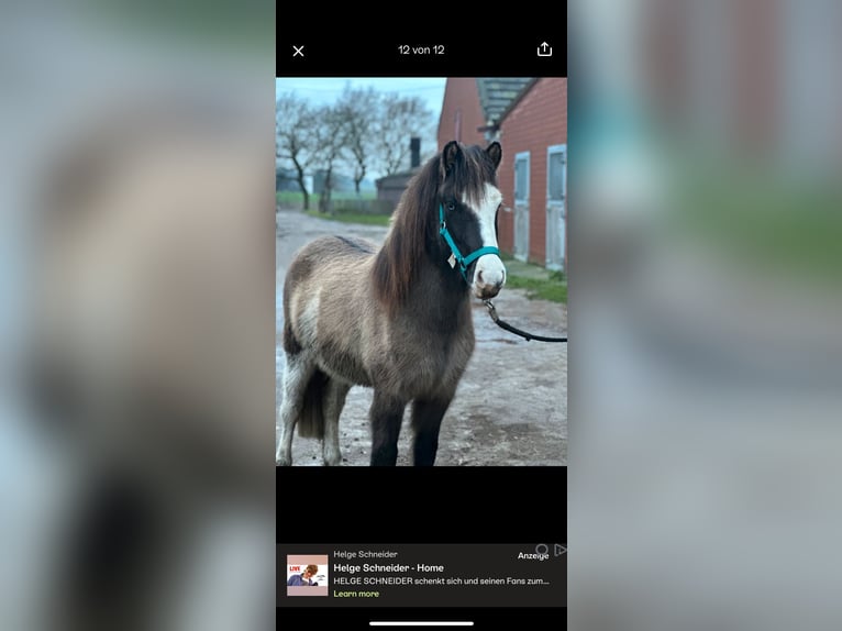 Islandpferd Wallach 4 Jahre 137 cm  in Werl