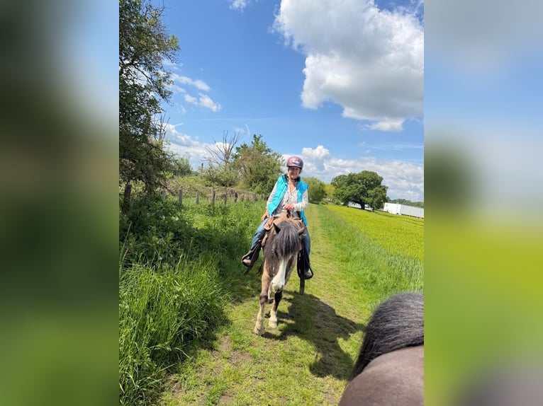 Islandpferd Wallach 4 Jahre 137 cm  in Werl