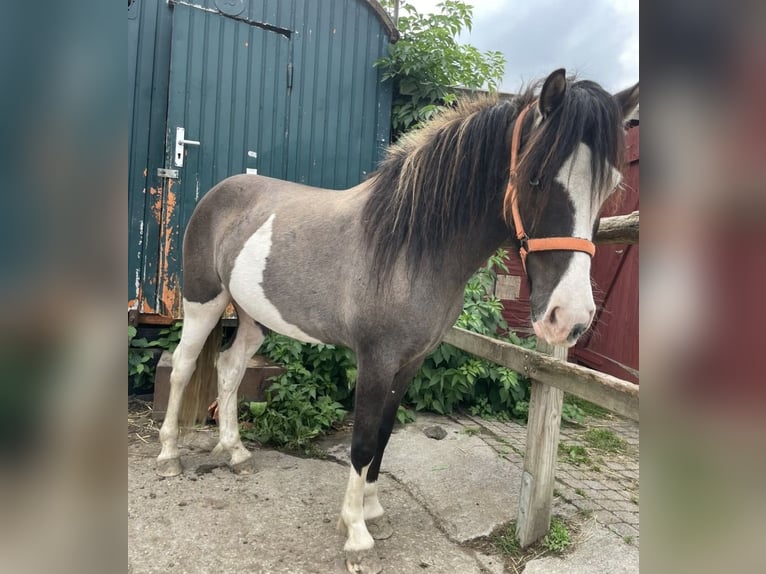 Islandpferd Wallach 4 Jahre 137 cm  in Werl