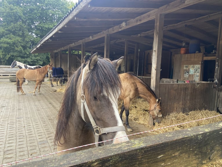 Islandpferd Wallach 4 Jahre 137 cm  in Werl