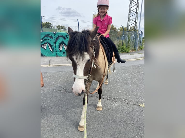Islandpferd Wallach 4 Jahre 137 cm  in Werl