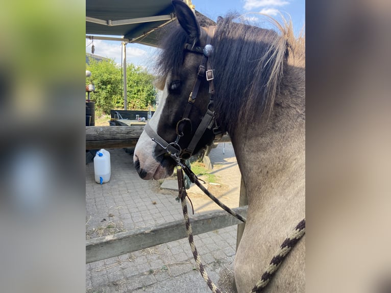 Islandpferd Wallach 4 Jahre 137 cm  in Werl