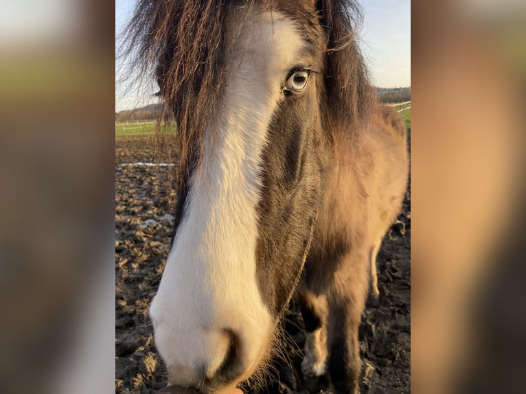 Islandpferd Wallach 4 Jahre 137 cm  in Werl