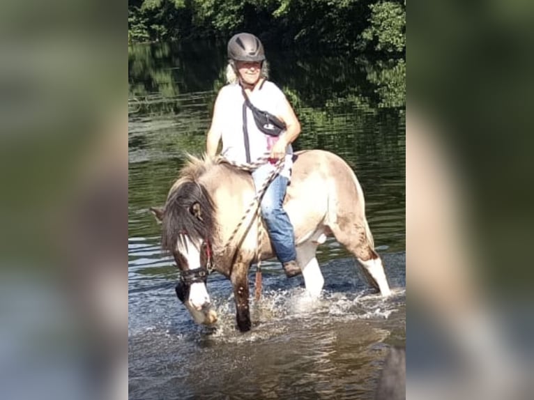 Islandpferd Wallach 4 Jahre 137 cm  in Werl