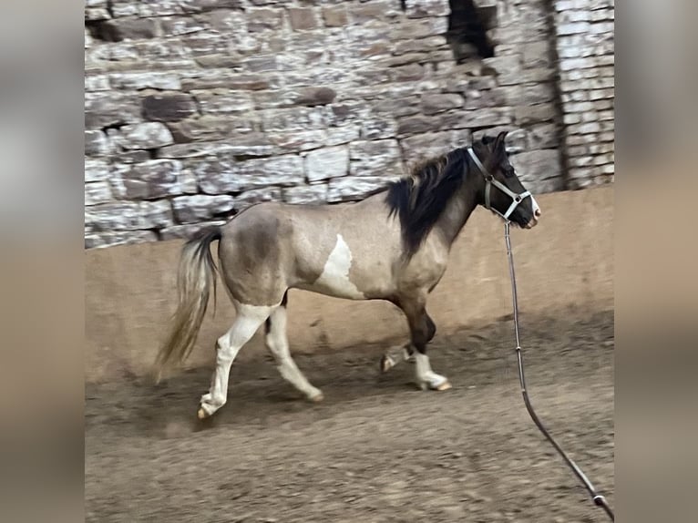 Islandpferd Wallach 4 Jahre 137 cm  in Werl
