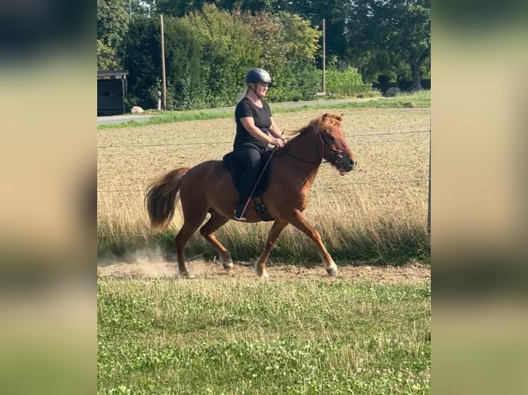 Islandpferd Wallach 4 Jahre 137 cm Fuchs in Melle Islandpferd Wallach 4 Jahre 137 cm Fuchs in Melle