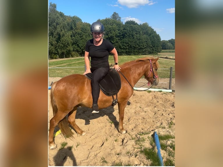 Islandpferd Wallach 4 Jahre 137 cm Fuchs in Melle Islandpferd Wallach 4 Jahre 137 cm Fuchs in Melle
