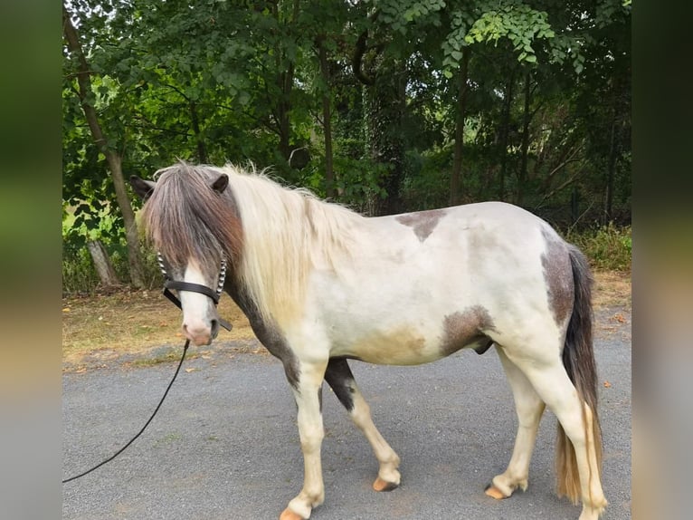 Islandpferd Wallach 4 Jahre 137 cm Rappschimmel in Bünde
