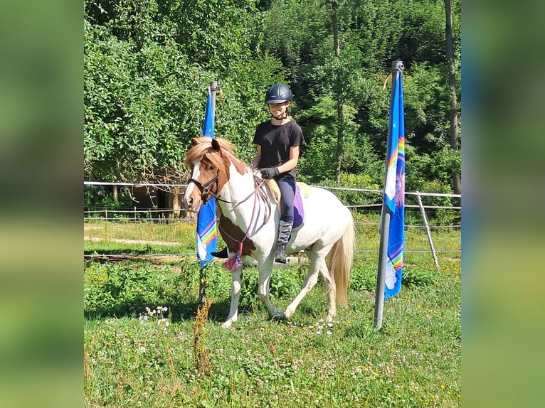 Islandpferd Wallach 4 Jahre 137 cm Schecke in Bayerbach