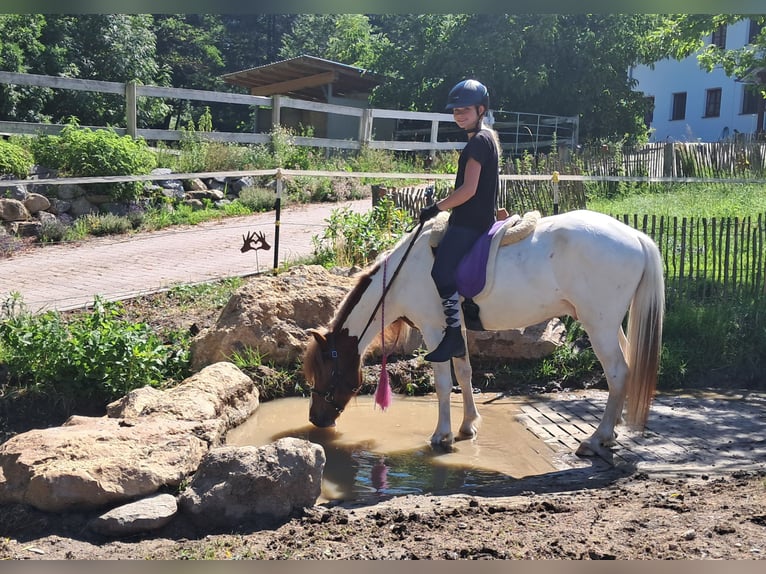 Islandpferd Wallach 4 Jahre 137 cm Schecke in Bayerbach