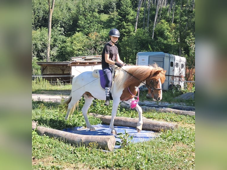 Islandpferd Wallach 4 Jahre 137 cm Schecke in Bayerbach