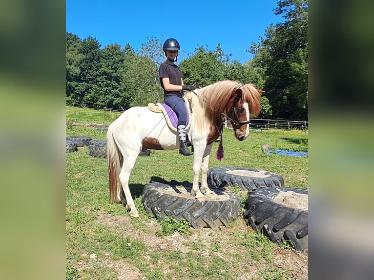 Islandpferd Wallach 4 Jahre 137 cm Schecke in Bayerbach