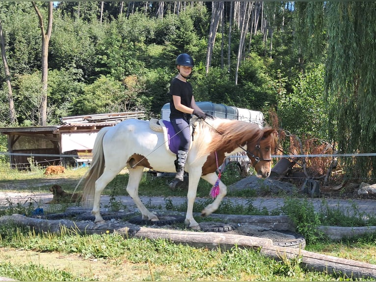 Islandpferd Wallach 4 Jahre 137 cm Schecke in Bayerbach
