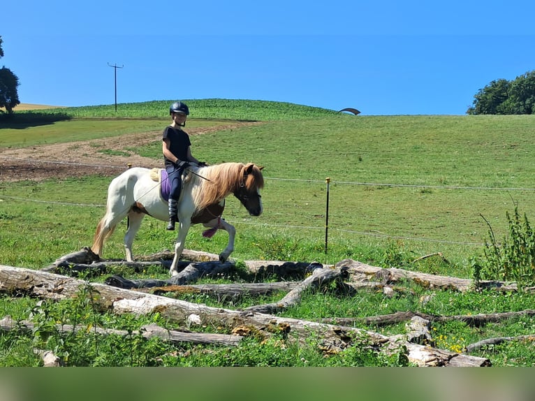 Islandpferd Wallach 4 Jahre 137 cm Schecke in Bayerbach