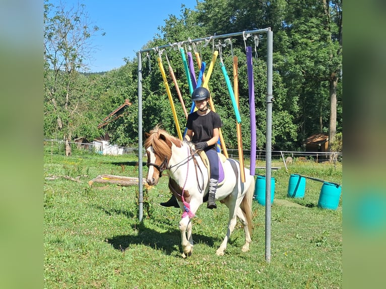 Islandpferd Wallach 4 Jahre 137 cm Schecke in Bayerbach