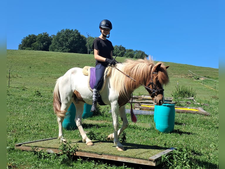 Islandpferd Wallach 4 Jahre 137 cm Schecke in Bayerbach