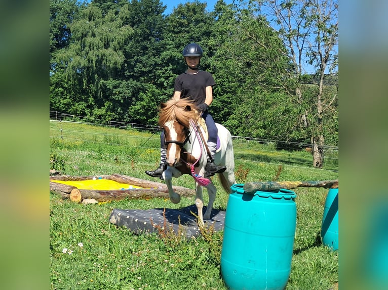 Islandpferd Wallach 4 Jahre 137 cm Schecke in Bayerbach