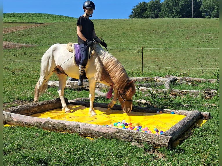 Islandpferd Wallach 4 Jahre 137 cm Schecke in Bayerbach