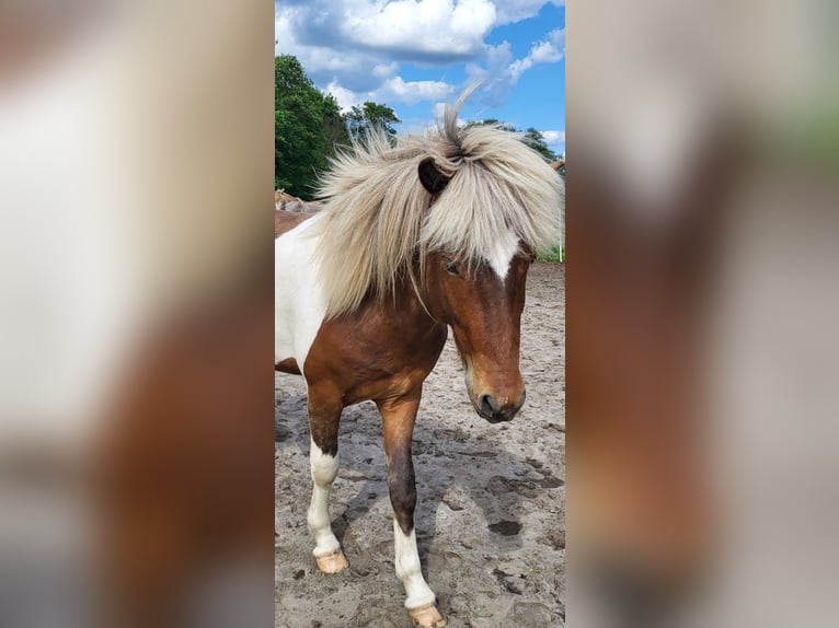 Islandpferd Wallach 4 Jahre 137 cm Schecke in Rhauderfehn
