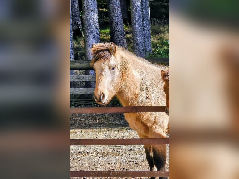 Islandpferd Wallach 4 Jahre 138 cm Falbe in Schönau
