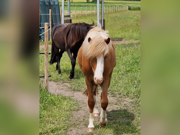 Islandpferd Wallach 4 Jahre 138 cm Fuchs in Geldern