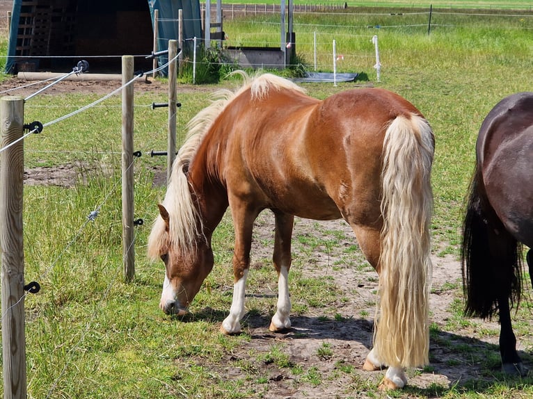 Islandpferd Wallach 4 Jahre 138 cm Fuchs in Geldern