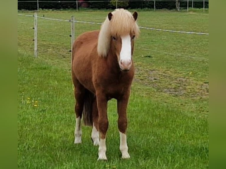 Islandpferd Wallach 4 Jahre 138 cm Fuchs in Geldern